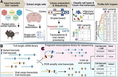 Deep Parallel Characterization of AAV Tropism and AAV-Mediated Transcriptional Changes via Single-Cell RNA Sequencing